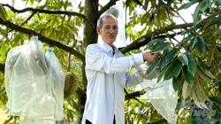 Bao trái sầu riêng, đảm bảo tiêu chuẩn xuất khẩu