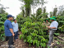 Tham quan mô hình canh tác cà phê thông minh thích ứng với biến đổi khí hậu