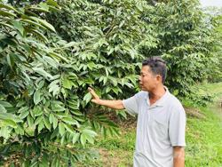 Phòng và trị bệnh nguy hiểm thường gặp trên cây sầu riêng mùa mưa