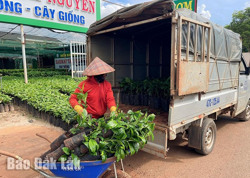 Giá cà phê giống liên tục “nhảy múa”