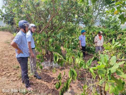 Huyện Krông Búk: Trên 1.000 ha cây trồng thiếu nước tưới