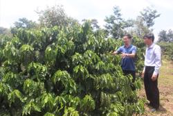 Cà phê hữu cơ rộng đường đầu ra