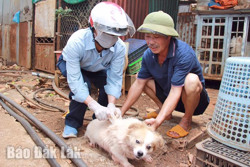 TP. Buôn Ma Thuột: Đẩy mạnh tiêm vắc xin phòng dại cho đàn chó, mèo