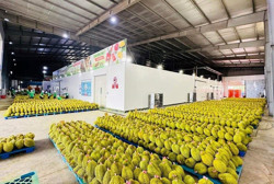 Lợi thế xuất khẩu của sầu riêng Việt Nam