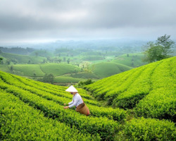 Nông nghiệp tuần hoàn - xu thế không thể đảo ngược