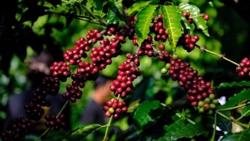 Xuất khẩu cà phê Việt Nam quý II sẽ tăng do nhu cầu thế giới tăng?