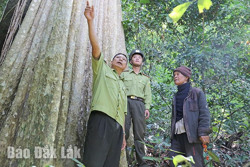 Tín chỉ carbon rừng thành hàng hóa: Cần chính sách cụ thể