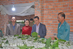 Huyện Krông Bông: Tạo sức hút đầu tư cho ngành nông nghiệp