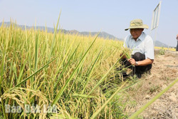 Tìm kiếm những giá trị mới cho nông sản