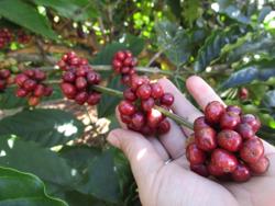 Giá cà phê trong nước tiếp tục giảm sốc