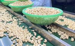 Điều thô tăng giá 50%, doanh nghiệp điều đau đầu vì bị xù hợp đồng