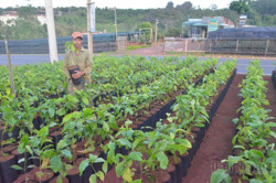 Cà phê giống ở Đắk Nông: Vườn ươm bán 15 triệu cây vẫn thiếu