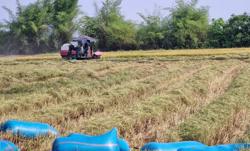 Đắk Lắk 'thoát hiểm', thắng lợi vụ đông xuân