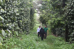 Nông dân Đắk Nông kỳ vọng vào hồ tiêu