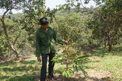 Đắk R'lấp khuyến cáo tái canh, chuyển đổi cây điều hợp lý