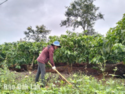 Nữ “kiện tướng” ở Công ty Cà phê 15