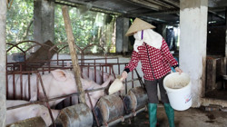 Giá lợn hơi lên cao, người chăn nuôi chưa vội tái đàn