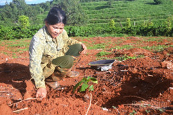 Đắk Nông lo ngại diện tích cà phê tăng nhanh