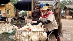 Thủ tướng yêu cầu chủ tịch các tỉnh phải trực tiếp chỉ đạo chống dịch bệnh gia súc, gia cầm