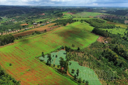 Đắk Nông mới có hơn 15% cơ sở kinh doanh cây giống được cấp phép