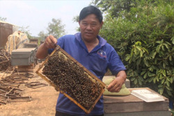 Một nông dân ở Đắk Nông "ôm mộng" xuất khẩu công nghệ nuôi ong