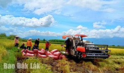 Nỗ lực đưa sản phẩm lúa gạo vươn xa