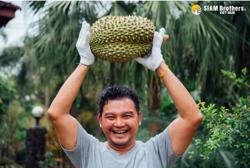 Tăng sản lượng thu hoạch nhờ chủ động chống đổ ngã cho sầu riêng