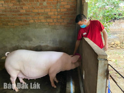 Giá heo tăng cao, người dân vẫn thận trọng tái đàn