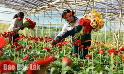 Kể chuyện hoa Đà Lạt