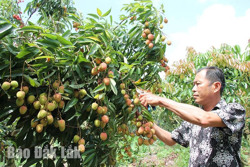 Phát triển kinh tế tập thể ở Ea Kar: “Cú hích” từ cơ chế