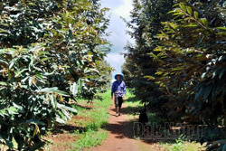 Nông dân Đắk Nông sản xuất sầu riêng sạch để giữ thị trường