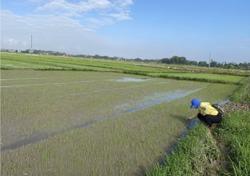 Chú ý sâu bệnh, dịch hại trên cây trồng vụ hè thu, vụ mùa