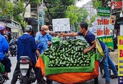 Quả bơ chờ thị trường xuất khẩu