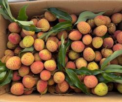 Nhiều người chưa kịp ăn vải thiều đã hết mùa