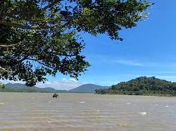 Cây Kơ nia bên hồ Lắk