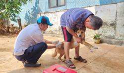 Vào mùa mưa mà Đắk Lắk chưa xong hồ sơ đấu thầu mua vacxin dại