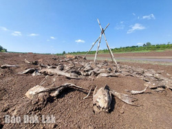 Phục hồi đất thoái hóa và chống hạn hán - yêu cầu cấp thiết