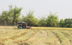 Vụ đông xuân 2023 – 2024 đạt hơn 381 nghìn tấn lương thực