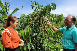 Đắk Nông gia tăng công nghệ, nâng cao giá trị cho cà phê