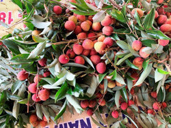 Mùa vải trắng tay của nông dân Đắk Nông