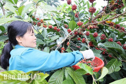 Những cảnh báo khi giá cà phê tăng cao