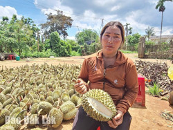 Nông dân trồng sầu riêng điêu đứng do mưa dông, lốc xoáy
