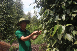 Giá nông sản tăng cao - Nông dân Đắk Nông phấn khởi chăm sóc cây trồng