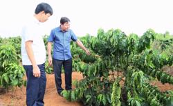Trong 3 năm, Đắk Lắk tái canh hơn 10 nghìn ha cà phê