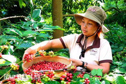 Phát triển cà phê bền vững, hướng tới tăng trưởng xanh