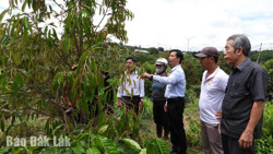 Huyện Ea H’leo có 3.056 hộ nông dân sản xuất kinh doanh giỏi