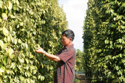 Đắk Nông phát triển hồ tiêu bền vững, chất lượng cao