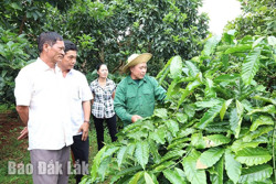 Nghị quyết 05 “khơi nguồn” cho nông nghiệp Ea H’leo phát triển