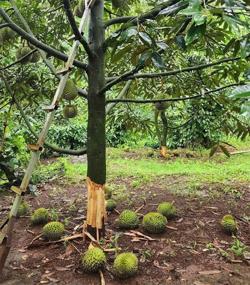 2 vườn sầu riêng sắp thu hoạch bị đẽo gốc, phá trái