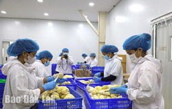 Cơ hội xuất khẩu nông sản với sầu riêng cấp đông